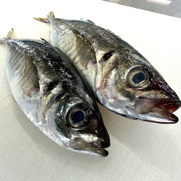 絶品アジフライの秘密|サイズ・鮮度・衣へのこだわり