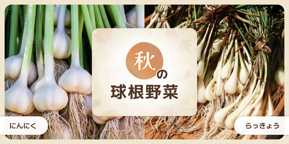 秋の球根野菜（にんにく、らっきょう）
