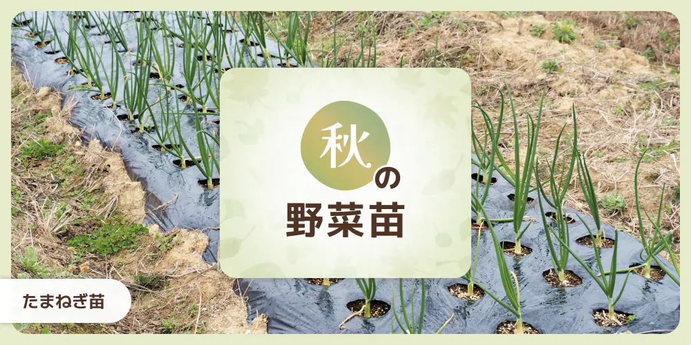 秋の野菜苗（たまねぎ苗）