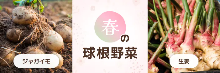 春の球根野菜（ジャガイモ、生姜）