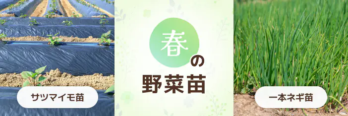 春の野菜苗（サツマイモ苗、一本ネギ苗）
