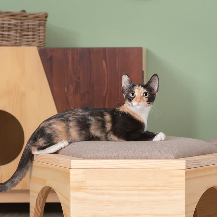 MYZOO マイズー BUSYCAT 六角ハウススツール チェアプレート単体