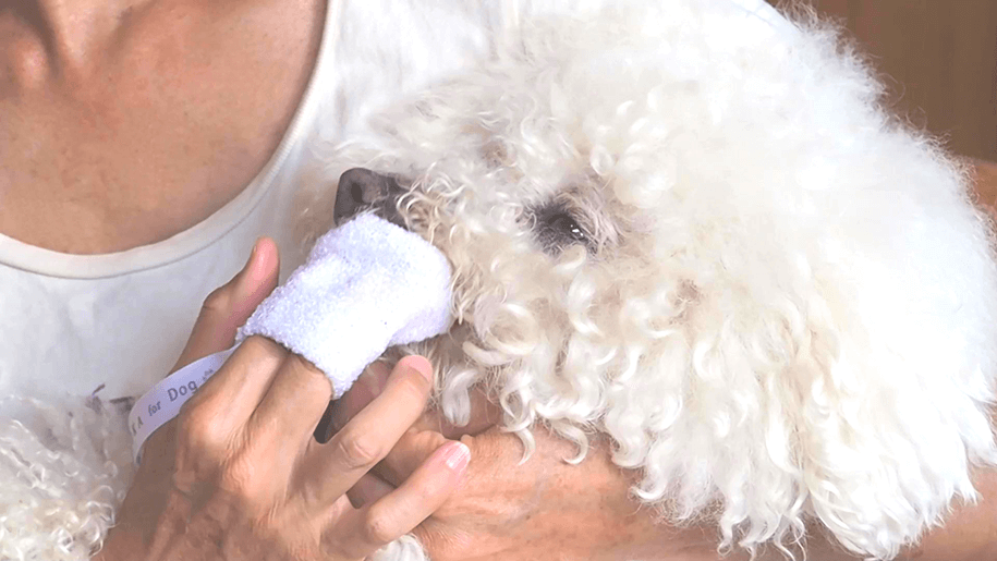 大学との共同研究から生まれた犬用歯磨きグッズ MISOKA for Dog デニ