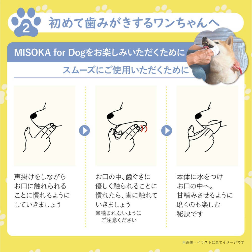 MISOKA for Dog2021_LP06