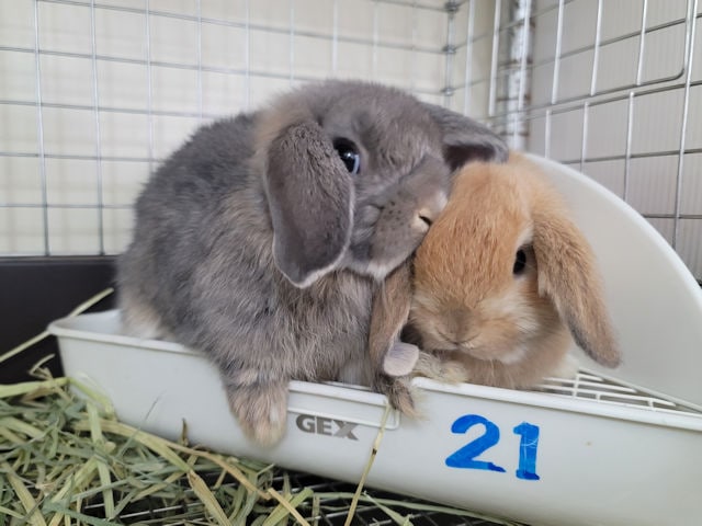 �Ҥ�����
