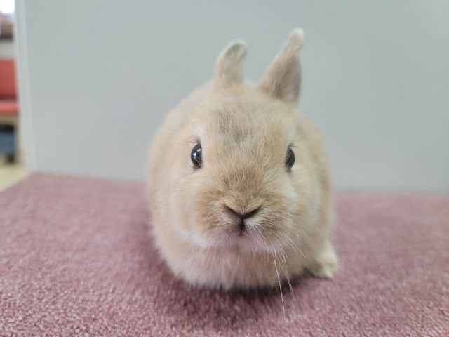 子うさぎ