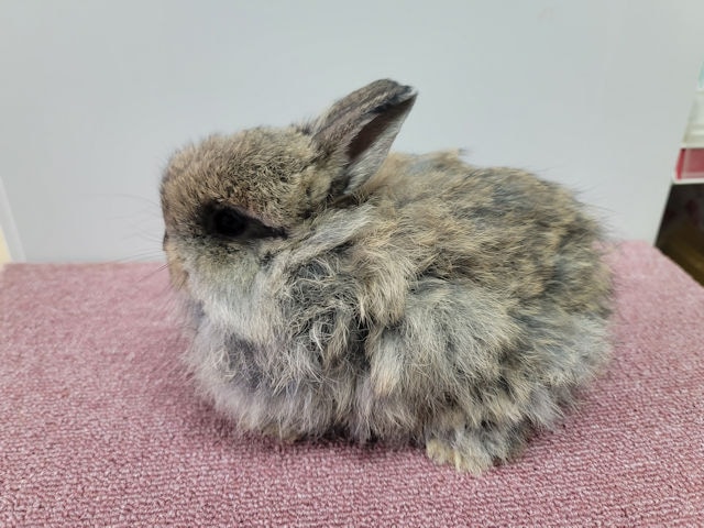 子うさぎ