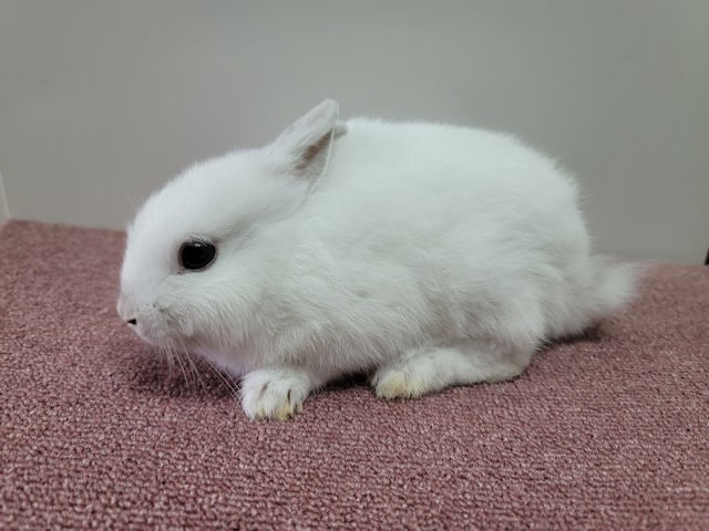 子うさぎ