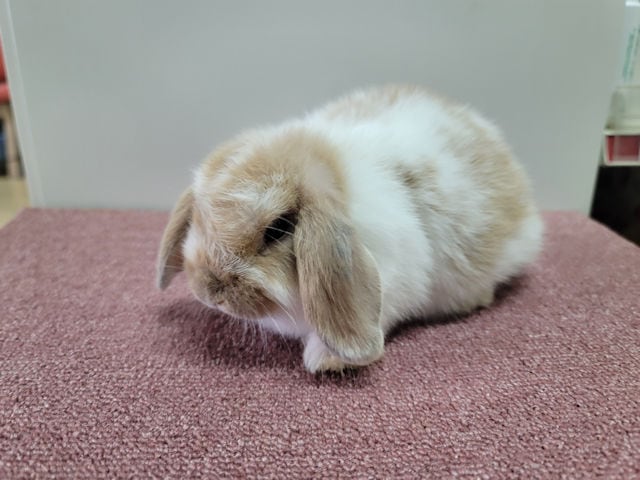子うさぎ