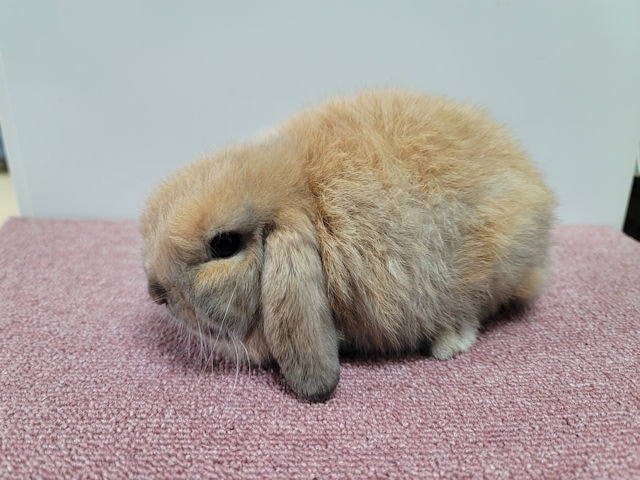 子うさぎ