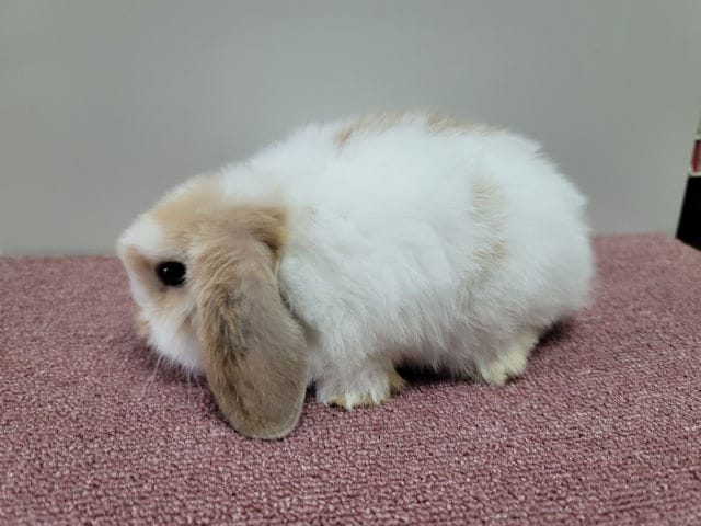 子うさぎ