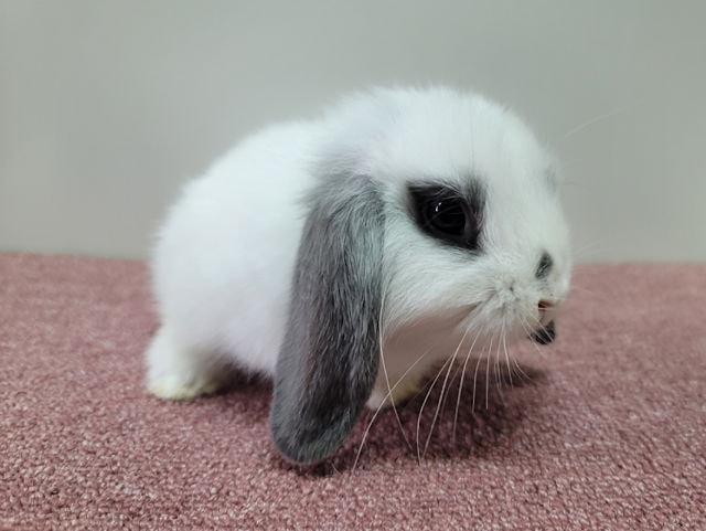 子うさぎ