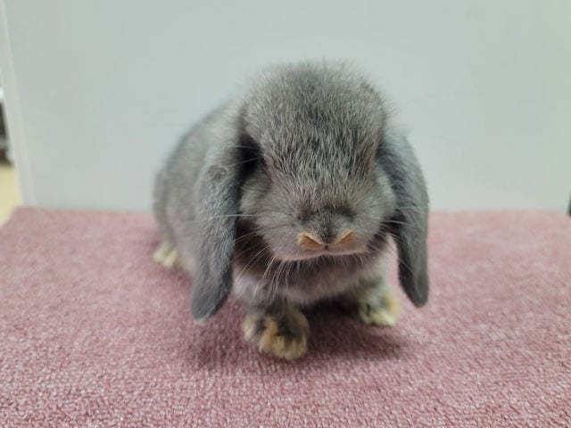 子うさぎ