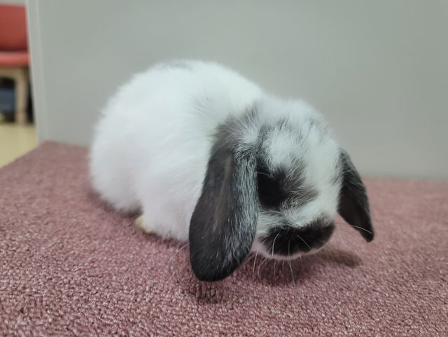 子うさぎ