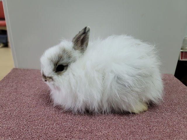 子うさぎ
