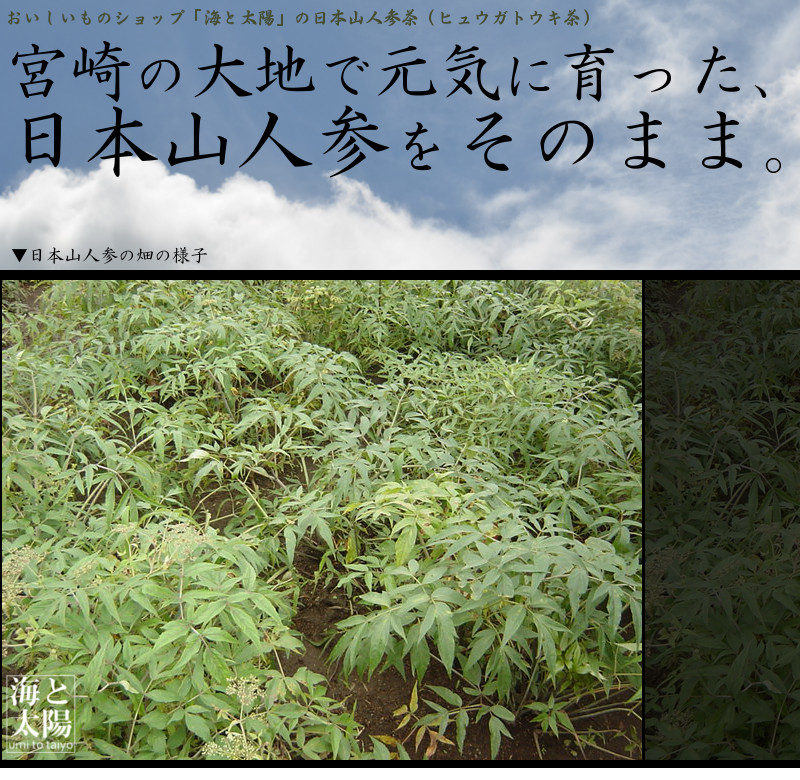 日本山人参茶（ヒュウガトウキ茶）は元気に宮崎で育っています。