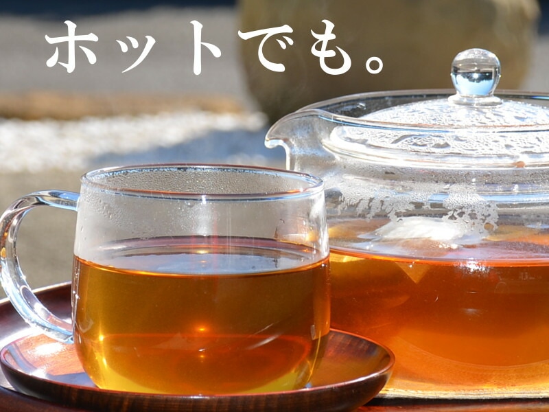 日本山人参茶（ヒュウガトウキ茶）はホットでもOK！