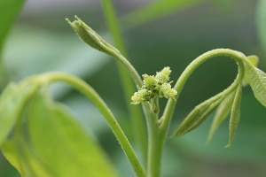 ペカン苗木（ピーカンナッツ苗木）