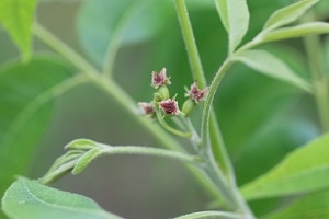 ペカン苗木（ピーカンナッツ苗木）