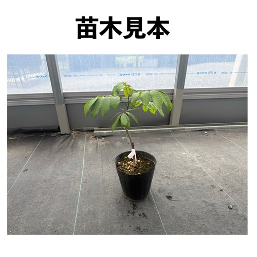 リュウガン苗木