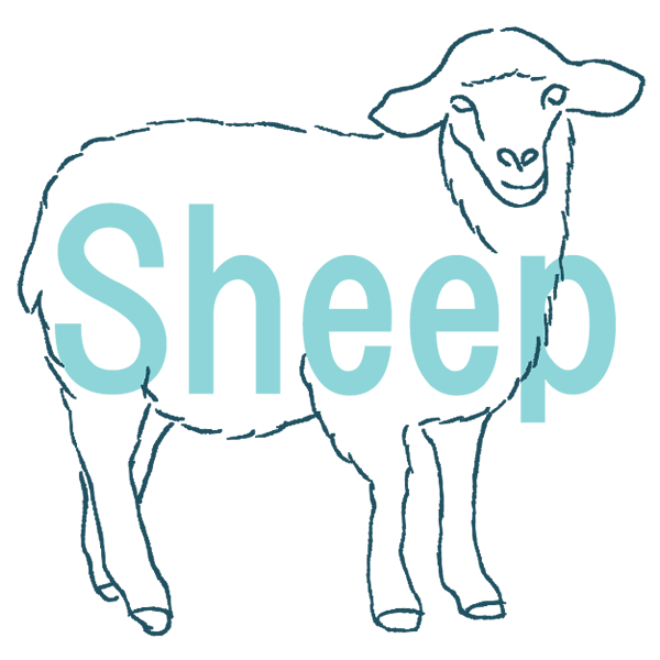 SHEEP����