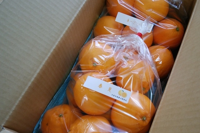 【2月下旬の柑橘】「はるみ＆ネーブルオレンジ」各2�